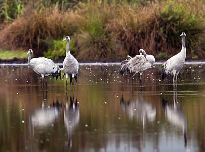 Kraniche in Sielmanns Naturlandschaft Wanninchen