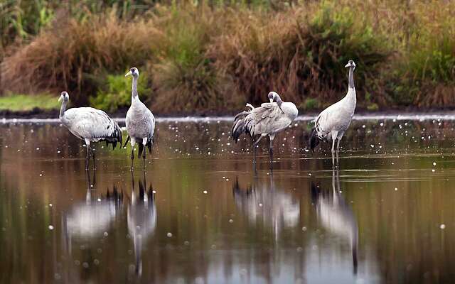 Kraniche in Sielmanns Naturlandschaft Wanninchen