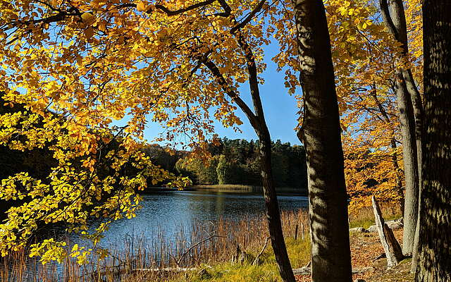 Wasserblick im Wald