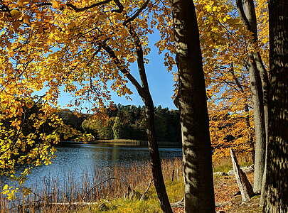 Wasserblick im Wald