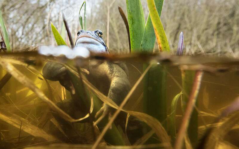 



        
            Grasfrösche,
        
    

        Foto: Naturschutzfonds Brandenburg/LerchUlmer
    