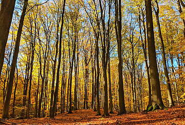 Indian Summer-Feeling im Buchenwald Grumsin