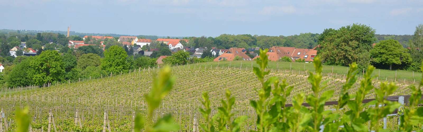 Werderaner Wachtelberg,
        
    

        Foto: TMB-Fotoarchiv/Maria Falkenberg