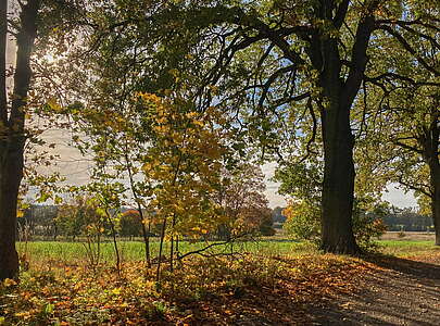 Waldspaziergang