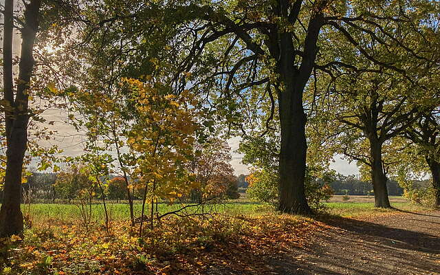 Waldspaziergang