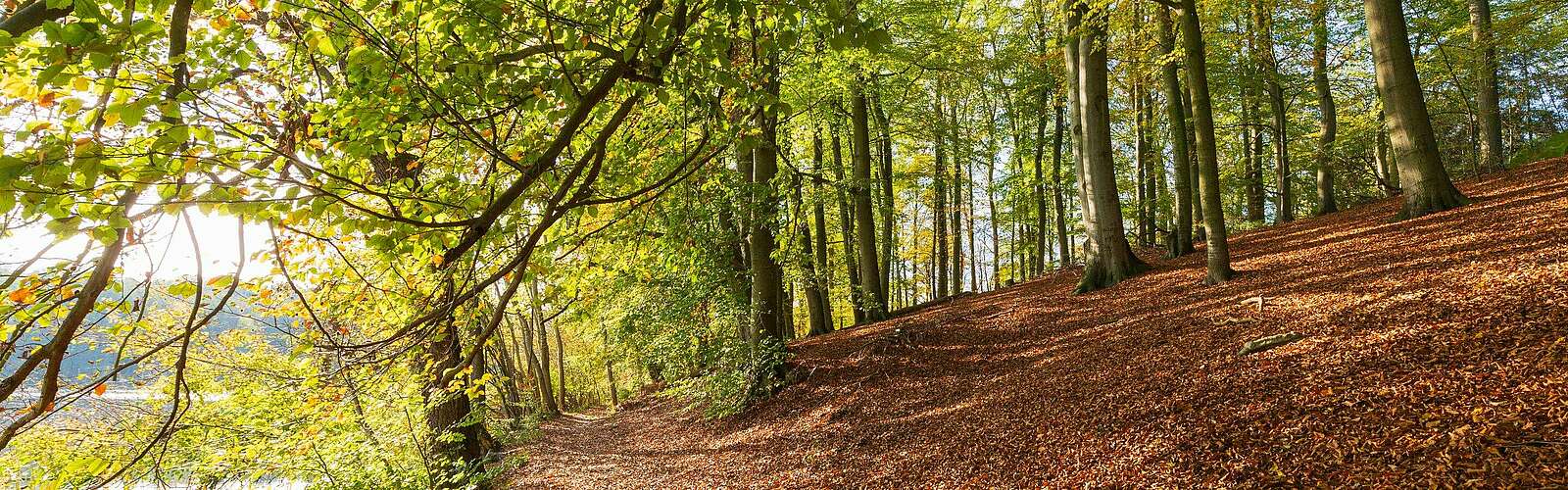 Herbstlicher Wald am Hellsee,
        
    

        Foto: TMB-Fotoarchiv/Steffen Lehmann