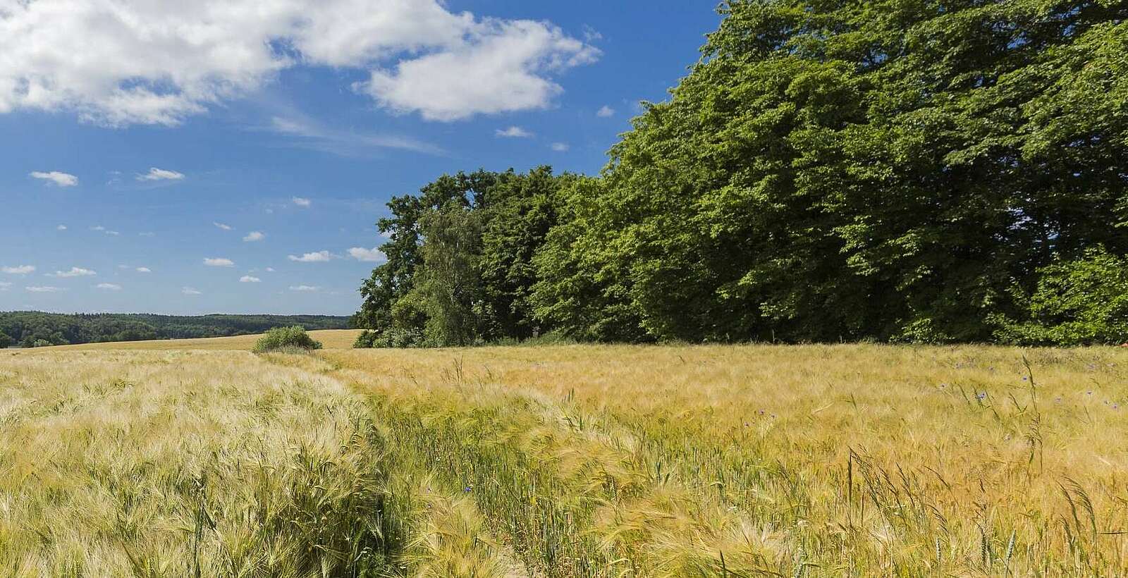 Landschaft bei Haßleben in der Uckermark,
        
    

        Foto: TMB-Fotoarchiv/Steffen Lehmann