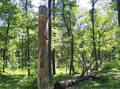 Traubeneichenwald in der Niederlausitzer Heidelandschaft