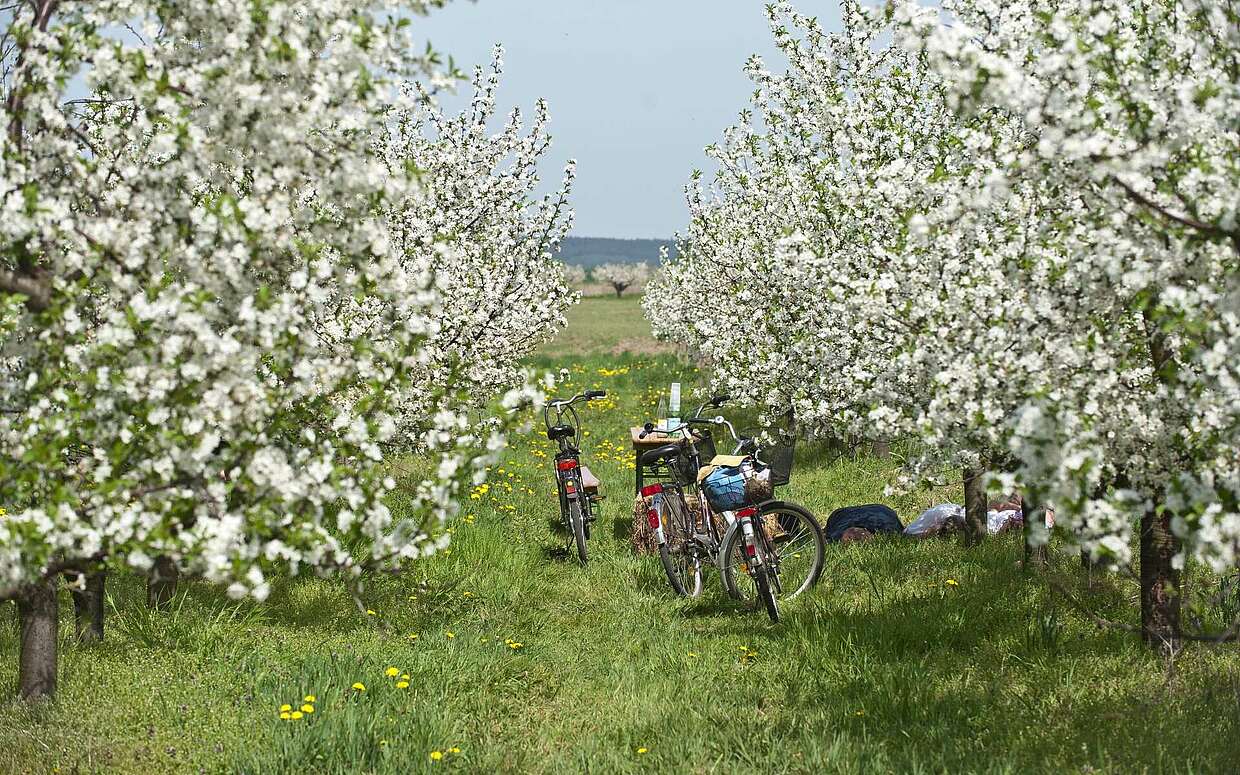 Radfahrer liegen unter blühenden Obstbäumen