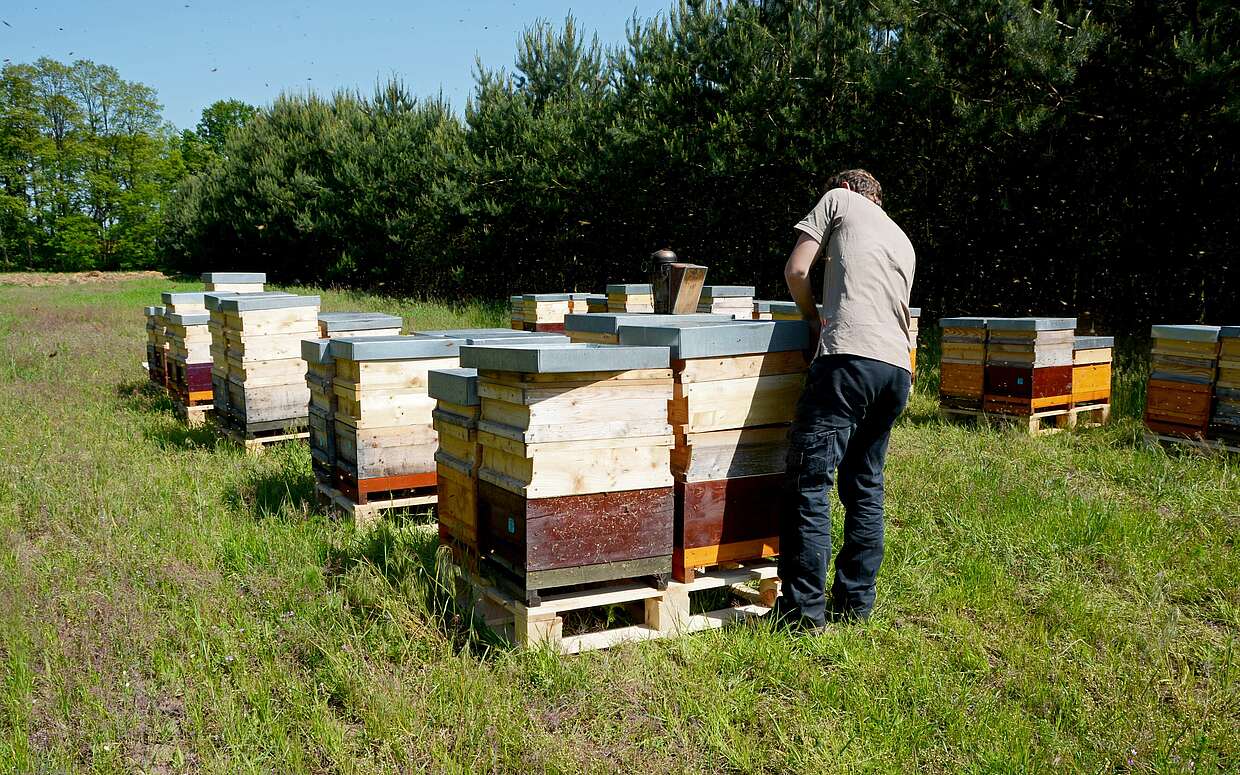 Bienen brauchen Abwechslung. Die Imker wandern deshalb mit ihren Bienen.