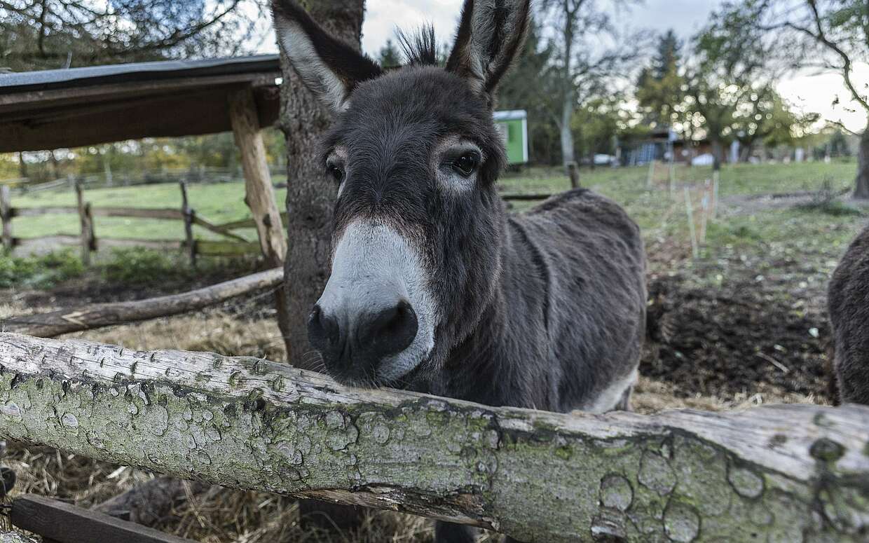 Esel auf Gut Boltenhof