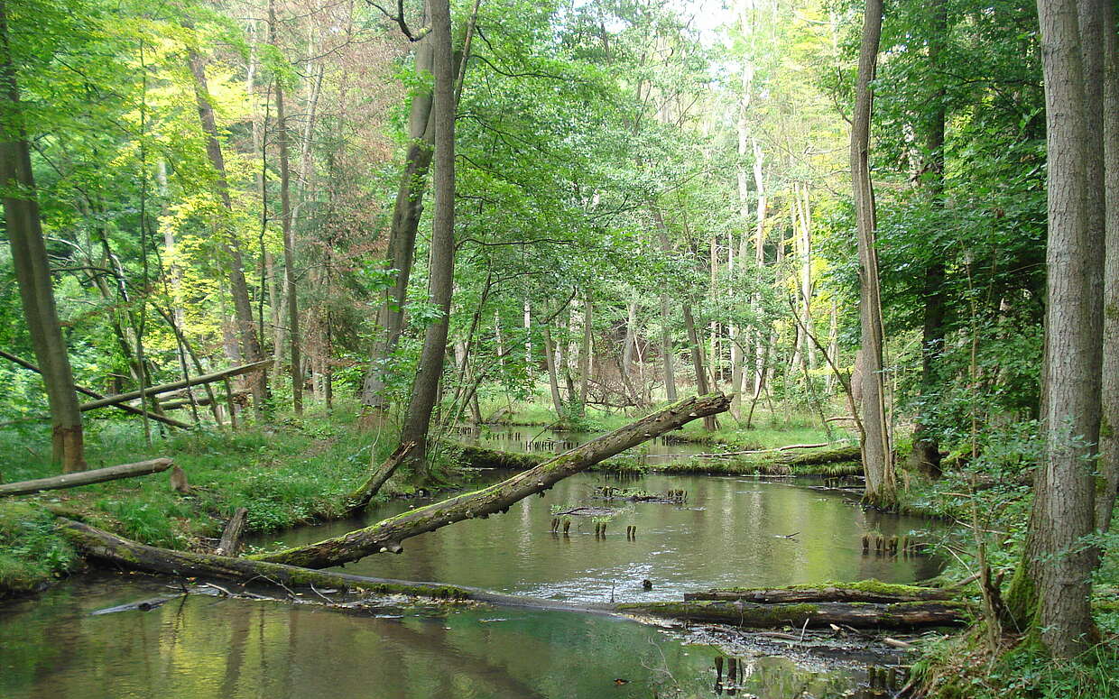 Die Stiftung WaldWelten in Eberswalde veranstaltet unter anderem Wandertouren ins nahe gelegene Naturschutzgebiet „Nonnenfließ-Schwärzetal“.