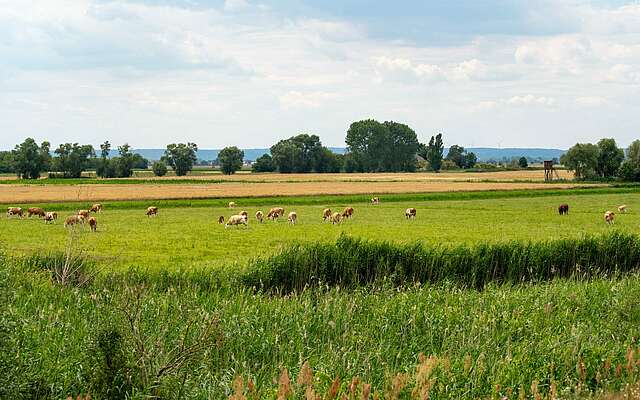 Weidende Rinder bei Bienenwerder