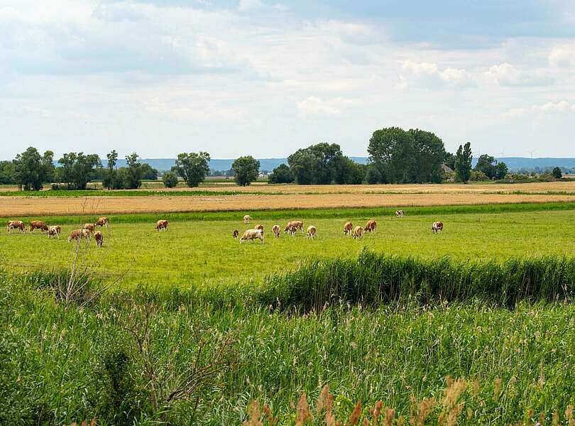 Weidende Rinder bei Bienenwerder