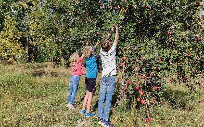 



        
            Äpfel pflückende Kinder,
        
    

        
            Foto: Stadt Mittenwalde
        
        
    