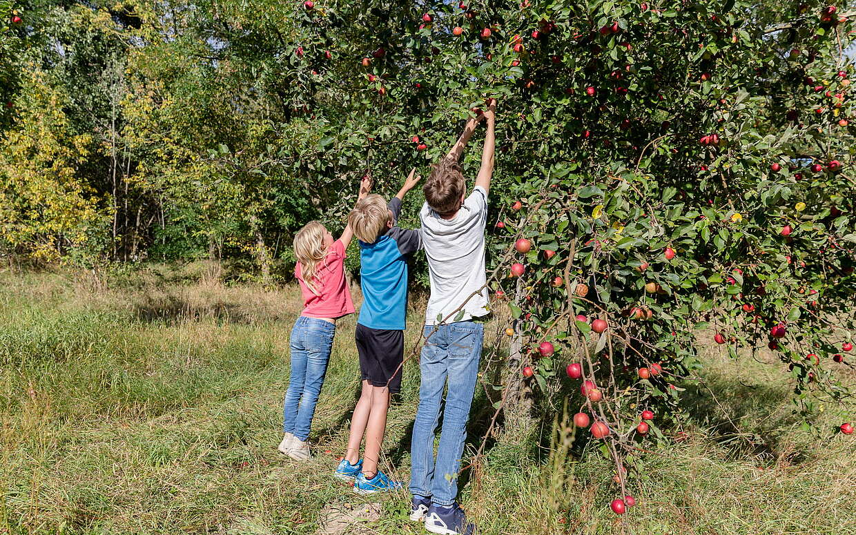 Äpfel pflückende Kinder