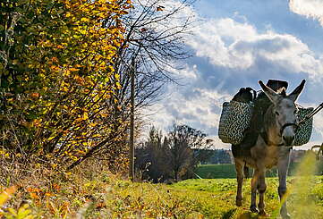 Wandern mit Eseln & Ziegen