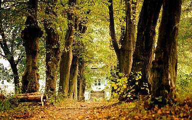 Allee zum Gut Boltenhof