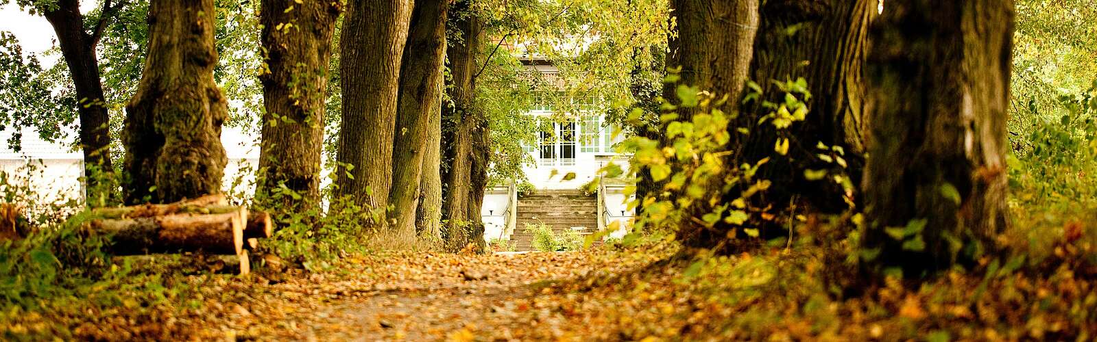 Allee zum Gut Boltenhof,
        
    

        
            Foto: Gut Boltenhof