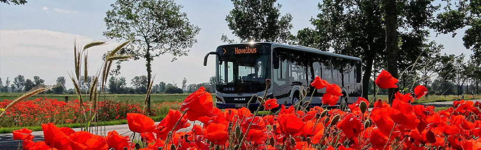 Havelbus in der Natur,
        
    

        Foto: Havelbus Verkehrsgesellschaft mbH/Silke Van Ballaer