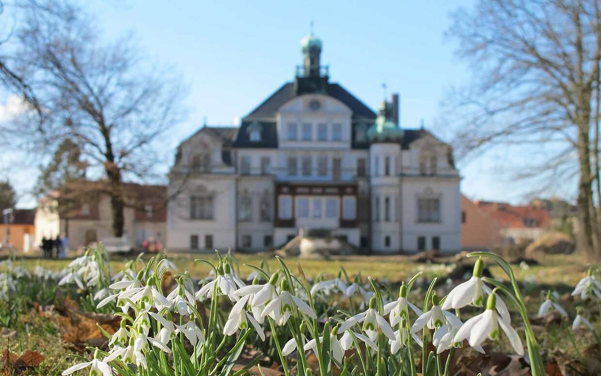 Schneeglöckchen vor dem Schloss Uebigau