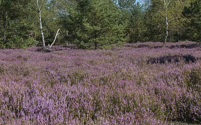 Blühende Heide