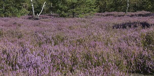 Blühende Heide