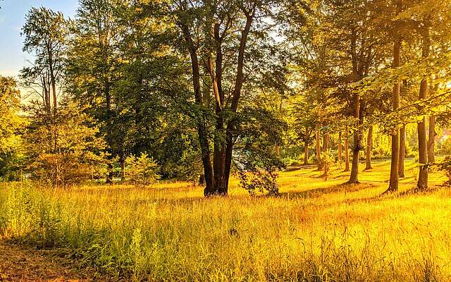 Sonnenaufgang im Park Babelsberg