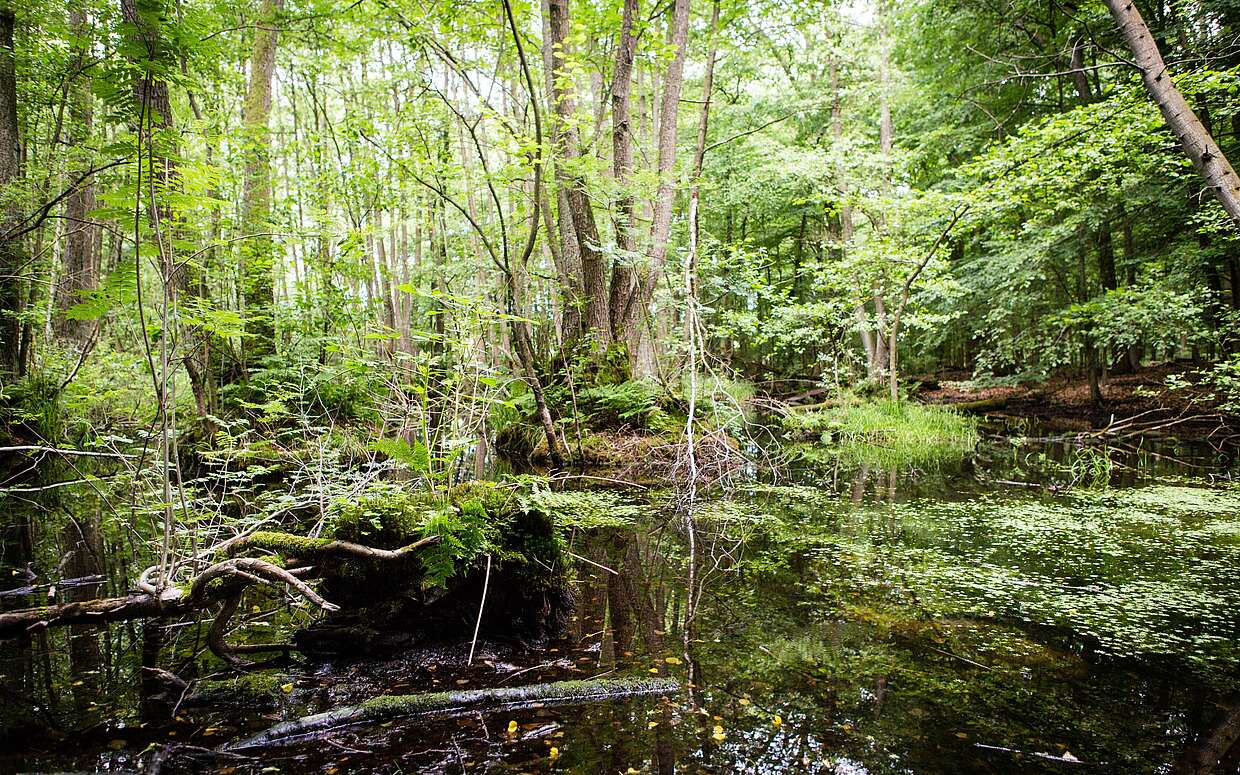 Neben weiten Ebenen bestimmen auch Wald und Moor den Naturreichtum der Schorfheide.