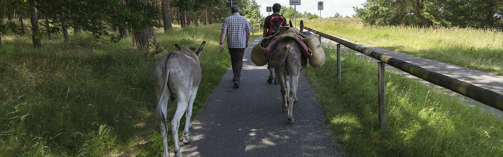 Eselwanderung im Fläming,
        
    

        Foto: TMB-Fotoarchiv/Steffen Lehmann