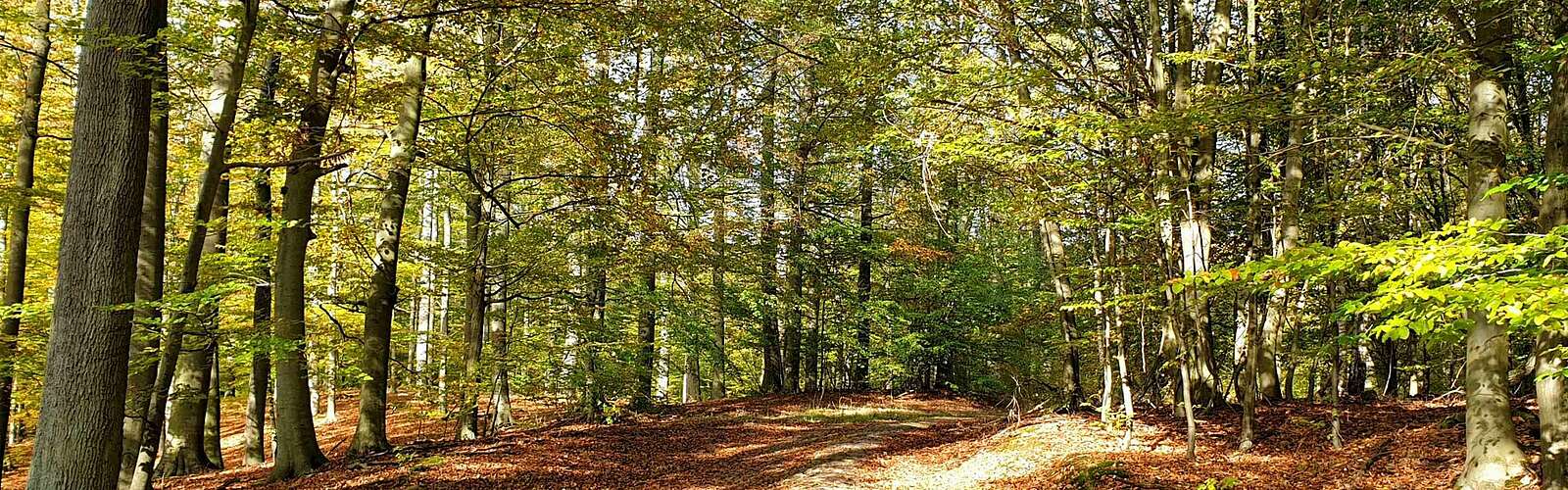 Wanderung durch den Grumsin,
        
    

        Foto: TMB- Fotoarchiv/Frank Meyer