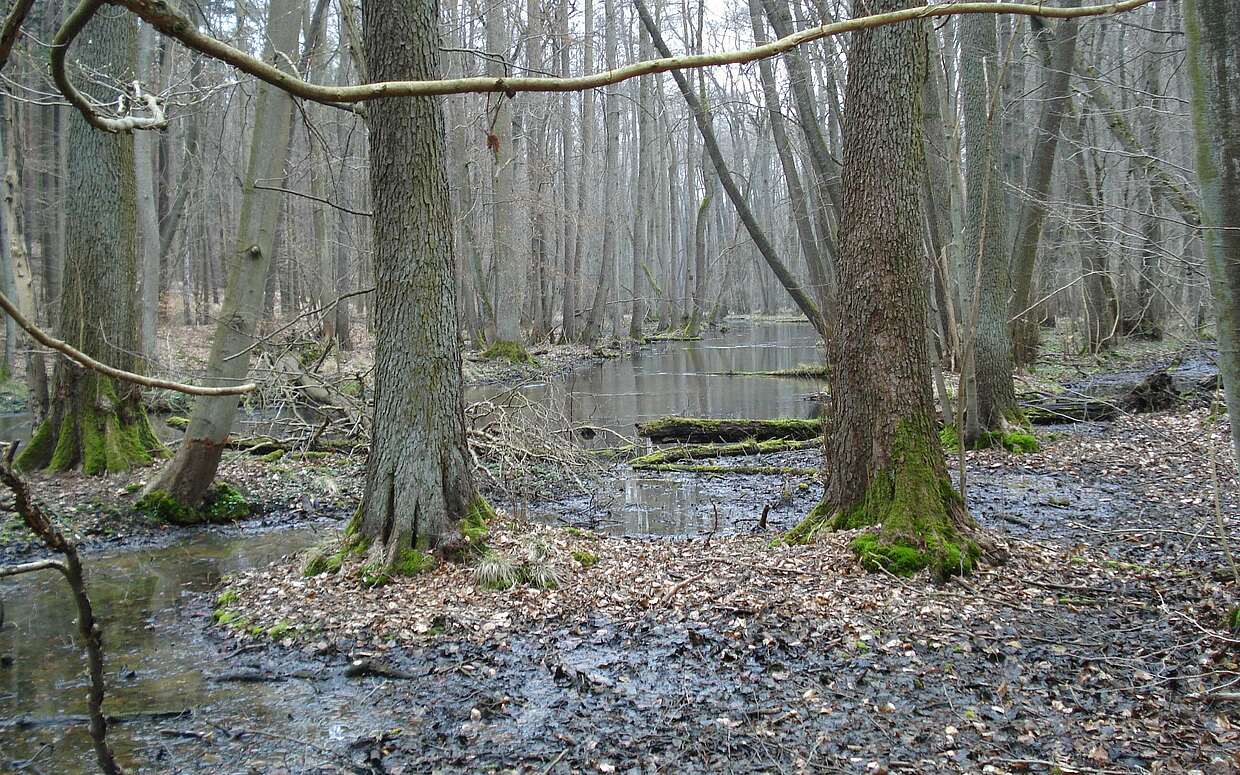 Naturparadies Schwärzetal: Schwarzerlen, die noch ohne Laub sind, säumen das Ufer.