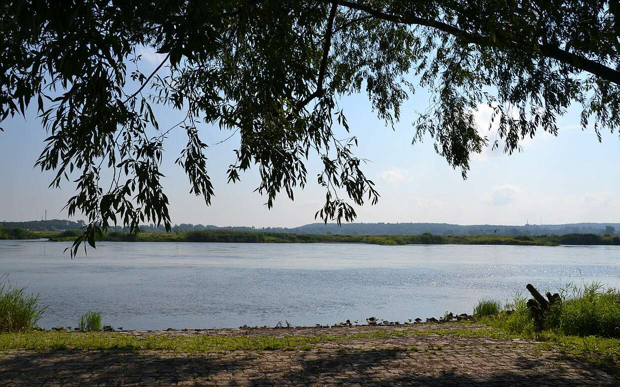 Oderinsel Ziegenwerder, Foto: TMB-Fotoarchiv/Matthias Schäfer