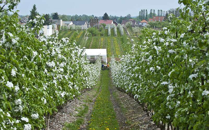 



        
            Obstplantage beim Baumblütenfest in Werder,
        
    

        Foto: TMB-Fotoarchiv/Yorck Maecke
    