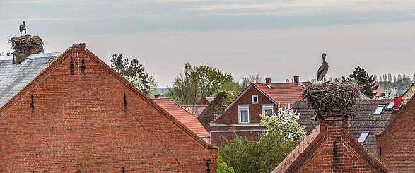 Störche gucken in der Prignitz