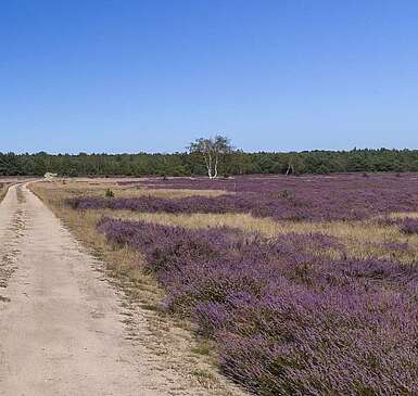 Wenn die Heide blüht - Natururlaub in Brandenburg