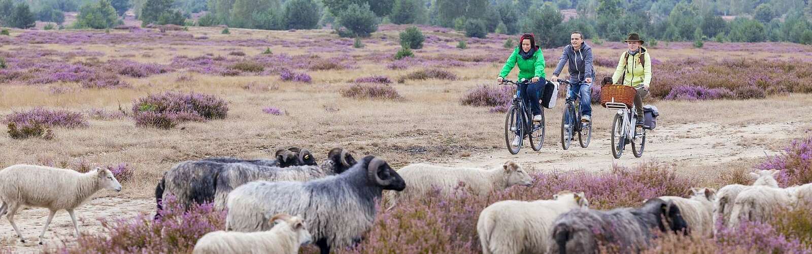 Radfahrer in der Heide,
        
    

        Foto: TMB-Fotoarchiv/Andreas Franke