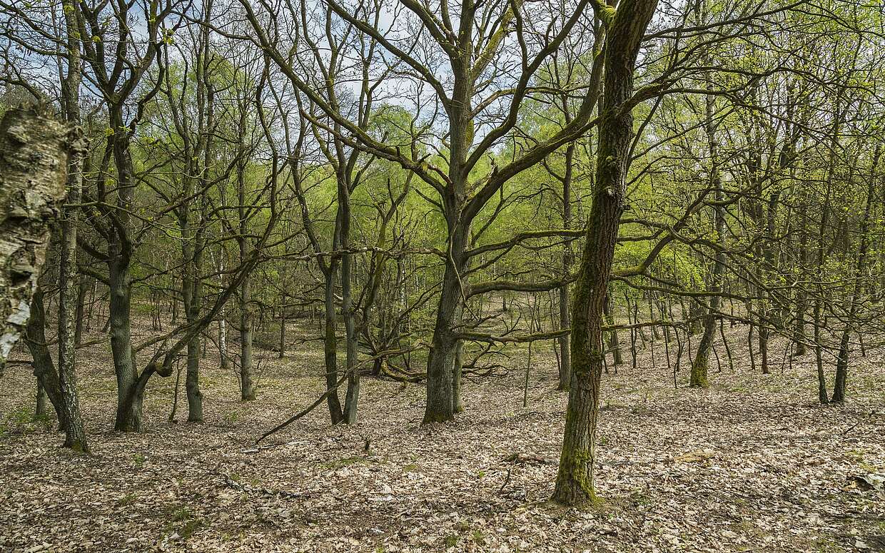 Sielmanns Naturlandschaft Döberitzer Heide