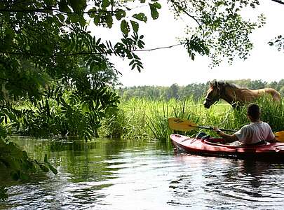 Kanuwanderer auf dem Rheinsberger Rhin