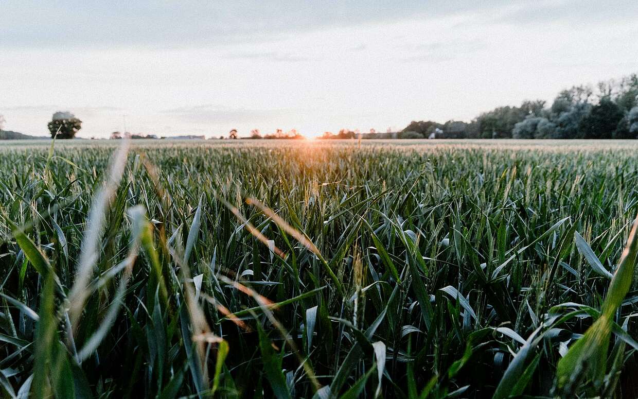 Sonnenaufgang im Oderbruch