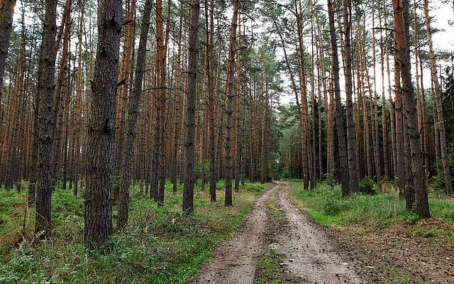 Findlingswanderweg im Hohen Fläming