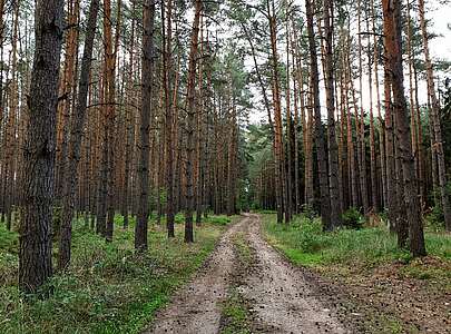 Findlingswanderweg im Hohen Fläming