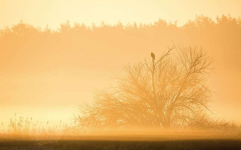 



        
            Bussard bei Sonnenaufgang,
        
    

        Foto: Naturschutzfonds Brandenburg/LerchUlmer
    