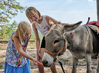 Kinder füttern Esel mit Karotte