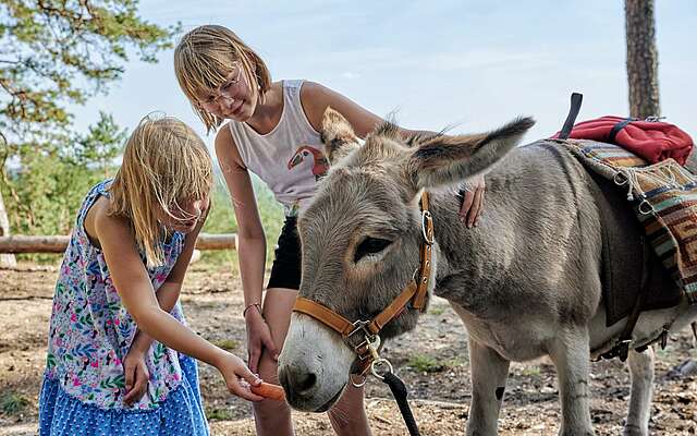 Kinder füttern Esel mit Karotte