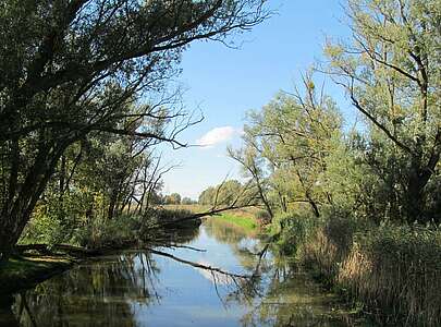 Alte Oder im Oderbruch 