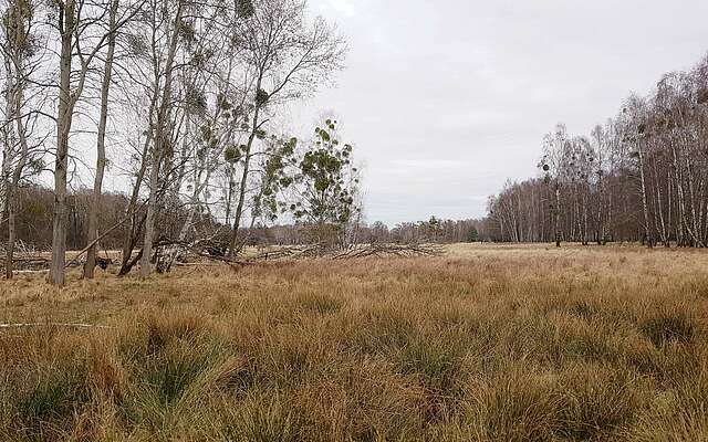 Feuchtwiese im Wildgehege Glauer Tal