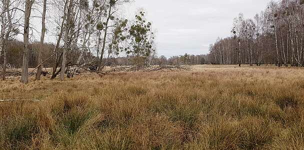 Feuchtwiese im Wildgehege Glauer Tal