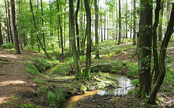 Burgenwanderweg im Naturpark Hoher Fläming