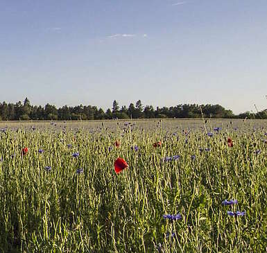 Wandern "Rund um die Schorfheide"